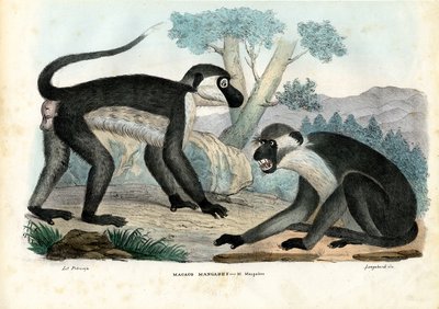 Mangabey by Raimundo Petraroja